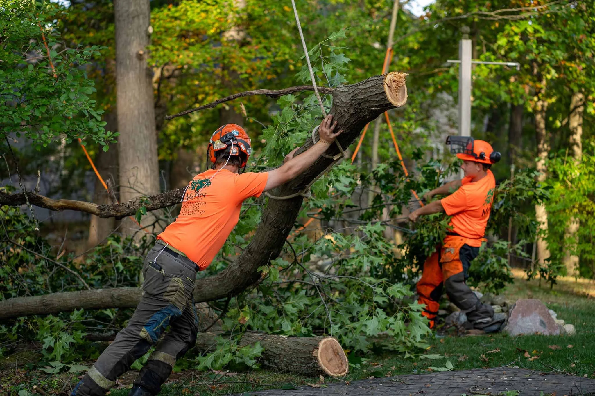 Affordable Tree Removal Service in Jackson MI for Residential Properties