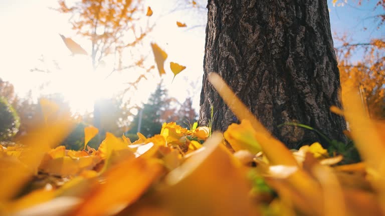 What Are the Signs a Tree Could Fall and When Should You Take Action?