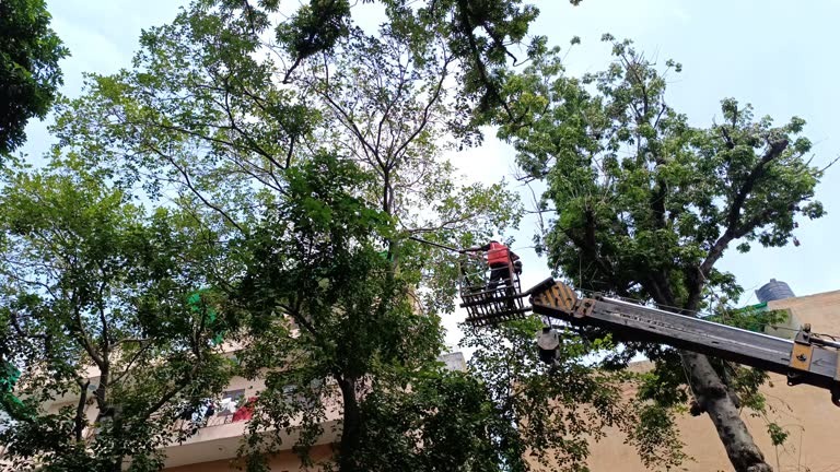 Best Tree Trimming Near Me to Keep Your Trees Well-Maintained