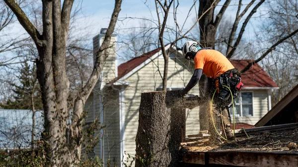 Affordable Stump Grinding in Springfield IL with Fast Service