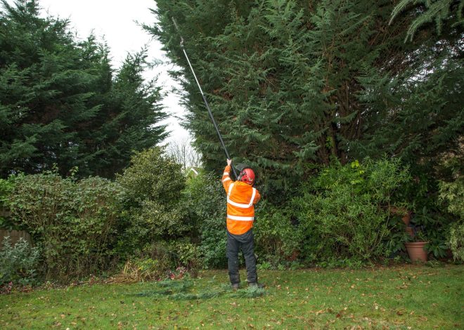 Professional Tree Maintenance by Heald green tree surgeon Experts