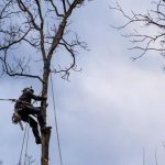 Professional Tree Care Solutions With tree service South Lake Tahoe