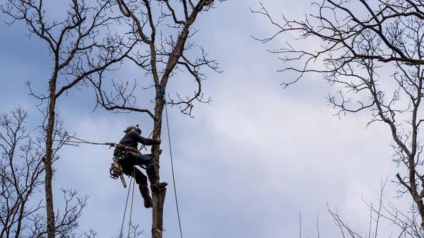 Professional Tree Care Solutions With tree service South Lake Tahoe